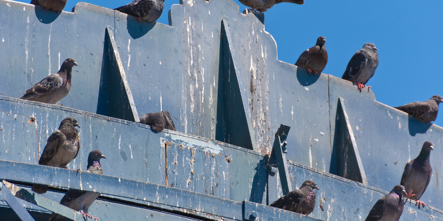 Bird Droppings Clean