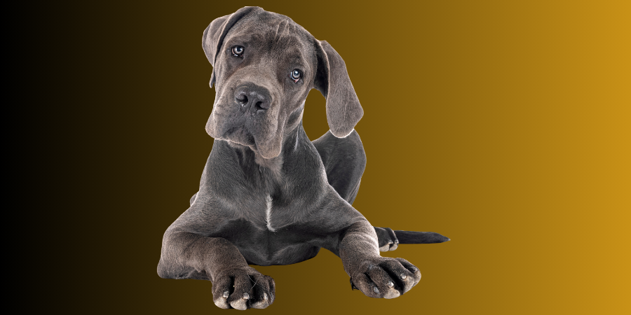 Veterinary Centre Cleaning